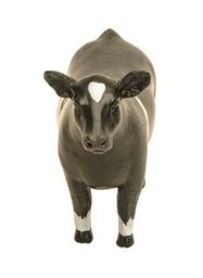 Little Buster Champion Show Steer Cross-Bred Black/White