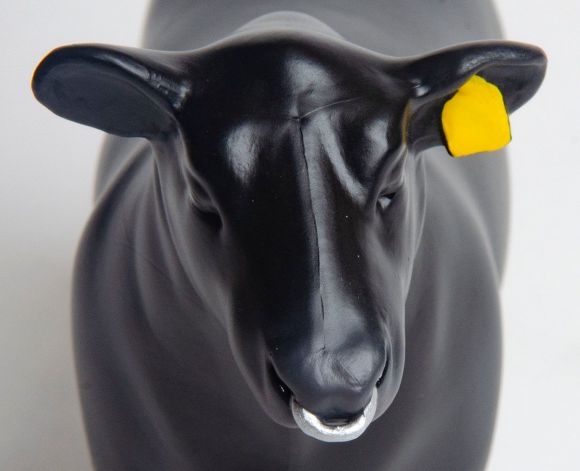 Little Buster Angus Show Bull w/ Nose Ring
