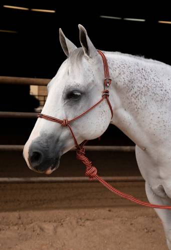 Professional's Choice Easy On Rope Halter