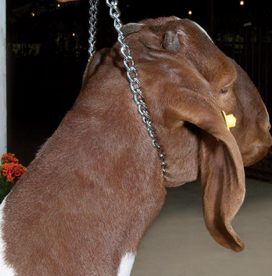 Weaver Chain Goat Collar w/Rubber Grip, 24"