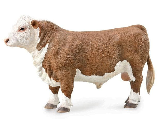 Hereford Bull