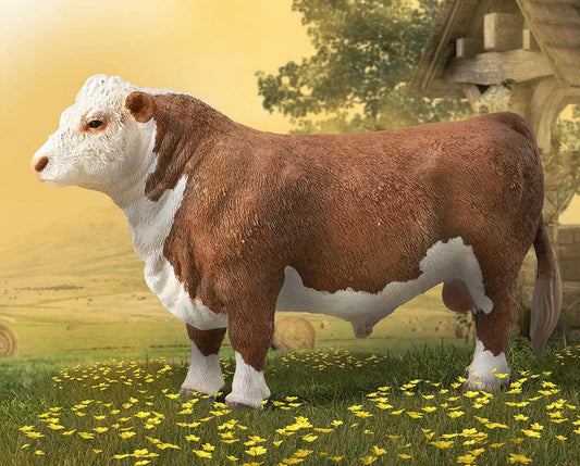 Hereford Bull