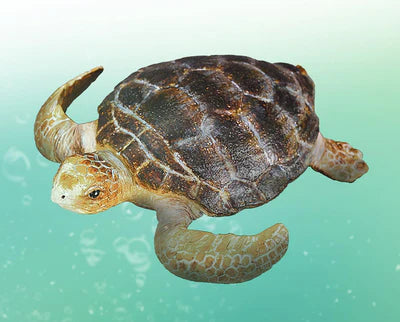Breyer Loggerhead Turtle
