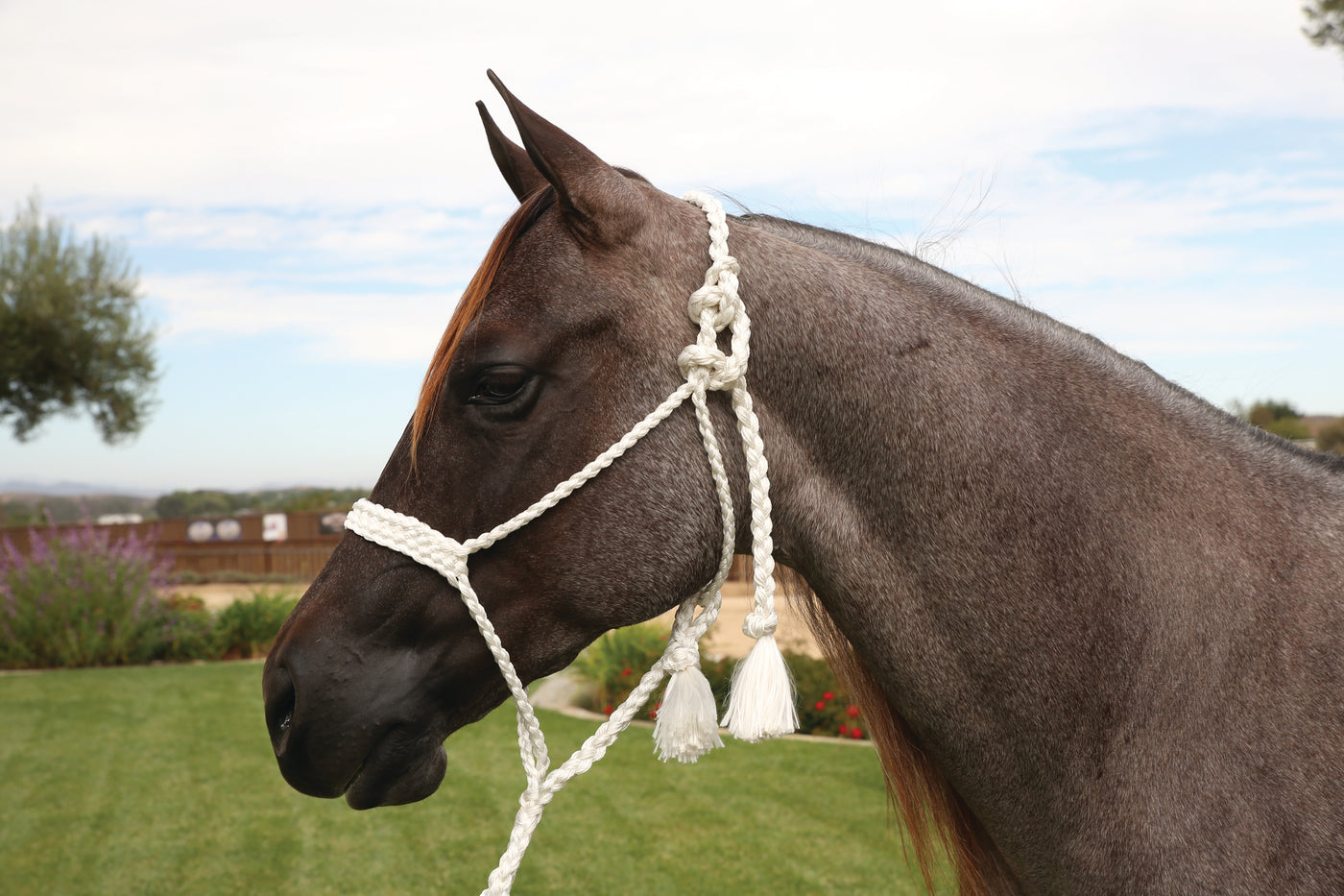 Professionals Choice ranch halter and lead HRR-WHI