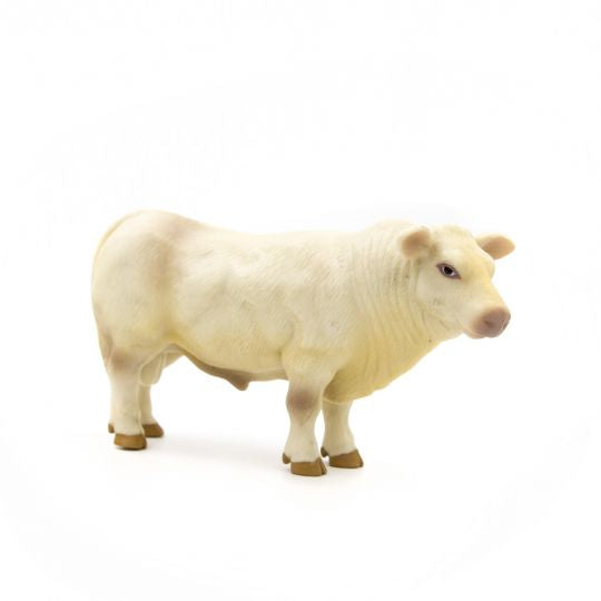 Little Buster Charolais Bull