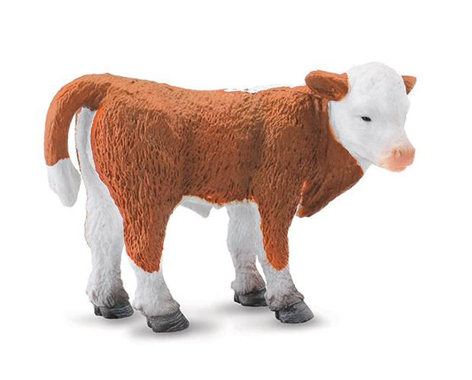 Hereford Calf - Standing